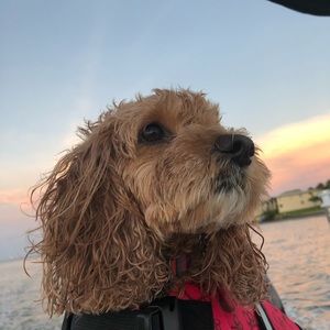 Meet your Posher, Jack